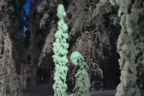Levi: Fell Whisperer's Forest Skiing Tour with Campfire