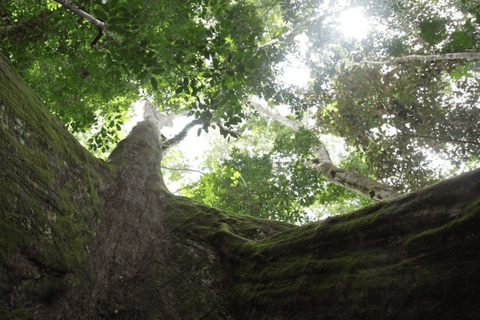 Sierra Leone: Gola Rainforest National Park Guided Tour