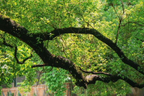 Guangzhou: Private Guided Tour with Custom Itinerary
