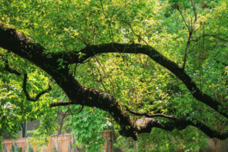 Guangzhou: Private Guided Tour with Custom Itinerary
