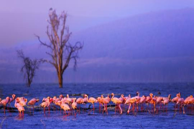 From Nairobi: 3-Day Lake Nakuru National Park Safari