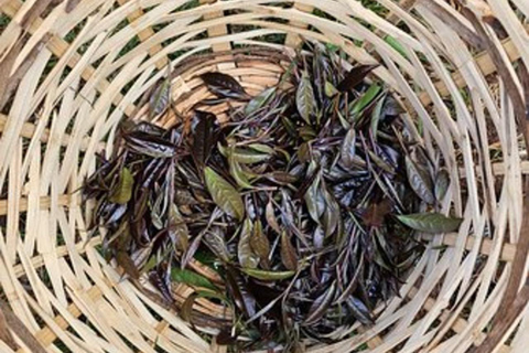 Nairobi: Purple Tea Farm Tour & Tasting Daytrip
