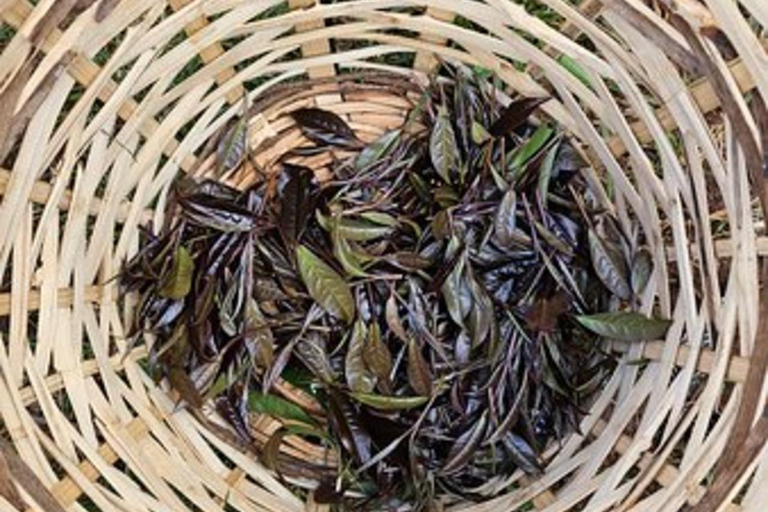 Nairobi: Purple Tea Farm Tour & Tasting Daytrip
