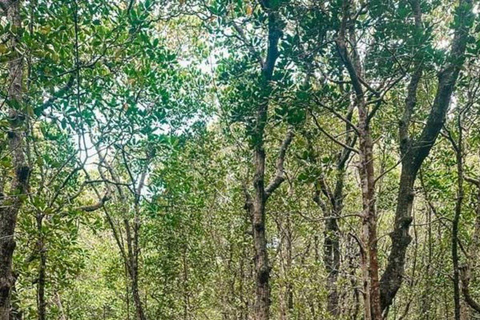 Zanzibar: Jozani Forest with Mangrove Boardwalk Experience Private Tour with Transfers (Anywhere in Zanzibar)