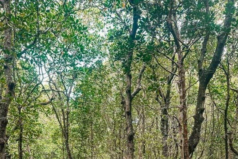 Zanzibar: Jozani Forest with Mangrove Boardwalk Experience Private Tour with Transfers (Anywhere in Zanzibar)