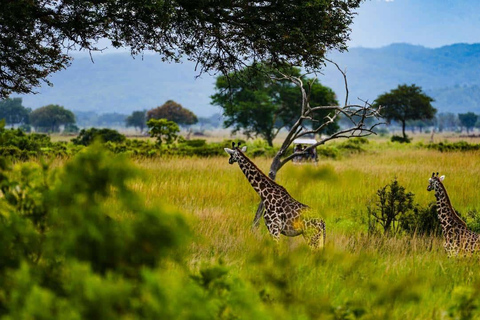 From Zanzibar: Mikumi Safari Day Trip with Flights and Lunch Mikumi Shared Safari without hotel transfer