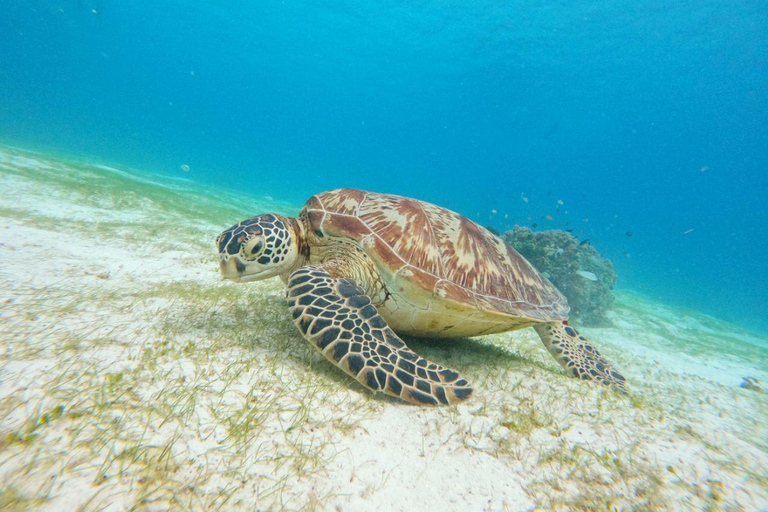 Bohol: Turtle Sanctuary Snorkeling Boat Tour with Lunch