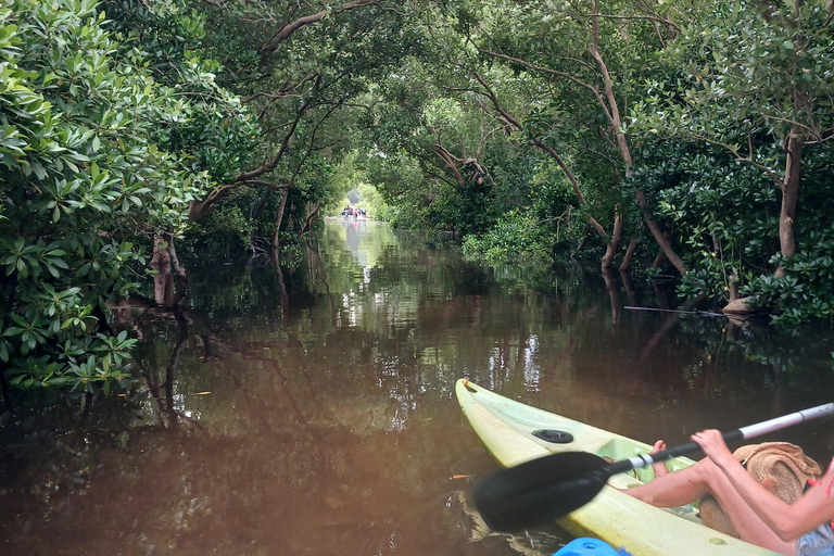 Explora el bosque de manglares en kayak en la isla Uzi