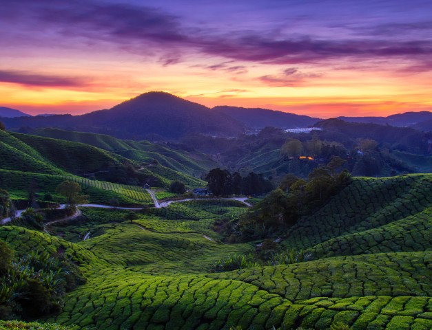 Visit Kuala Lumpur: Cameron Highlands Tea Plantation Private Tour in Greentown, Ipoh