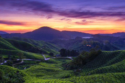 Kuala Lumpur: Customize Your Cameron Highlands Itinerary From KL: Discover Cameron Highlands’ Tea Valleys & Farms