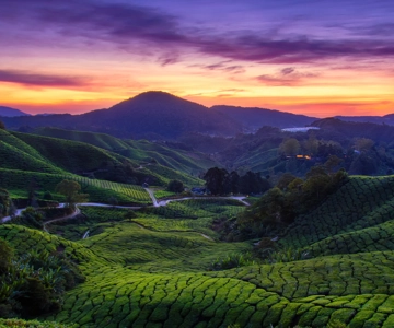 Kuala Lumpur: Personalizza il tuo itinerario delle Cameron Highlands