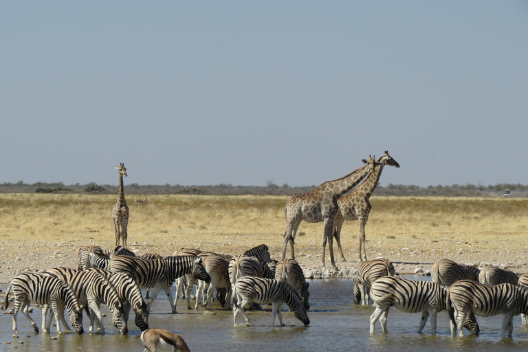 Hwange National Park & Victoria Falls 4-Day Safari Tour