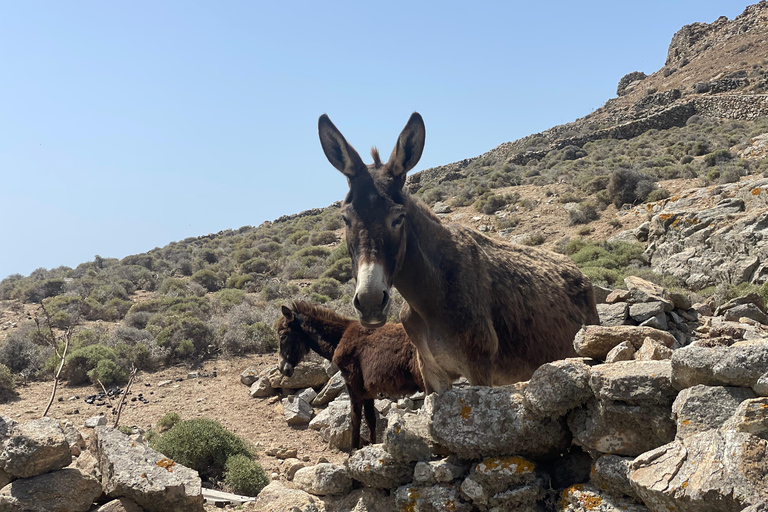 Private Mykonos Tour Tailor-Made | Choice of the guest 2-Hour Private customized tour