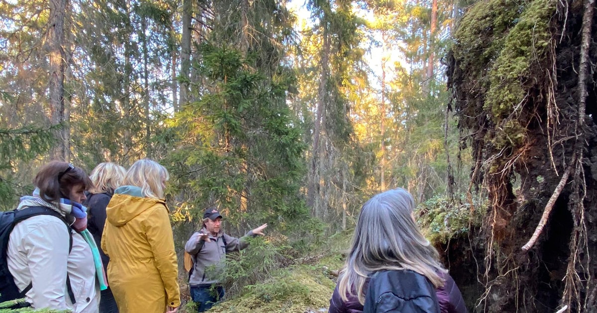 Speuren naar wolven en wilde dieren in Zweden GetYourGuide
