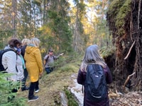 Wolf and Wildlife Tracking in Sweden - Housity