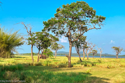 Von Negombo aus: Pidurangala Rock und Minneriya National Park