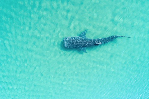 Swim with Whale Sharks in La Paz