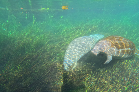 Orlando: Silver Springs Guided Kayak Tour with Shuttle