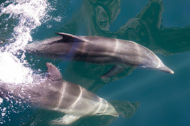 From Te Anau: Small Group Travel & Extended Milford Cruise