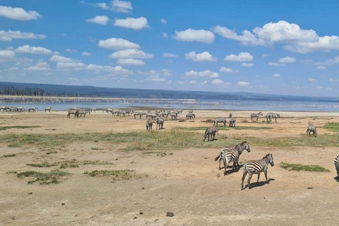 Viagem de 1 dia ao Parque Nacional do Lago Nakuru a partir de Nairobi