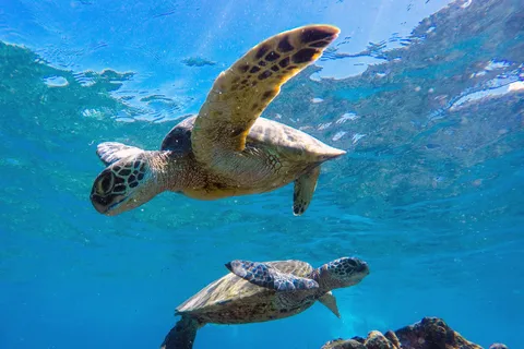 Muscat: Tour di snorkeling delle isole Daymaniat con rinfresco