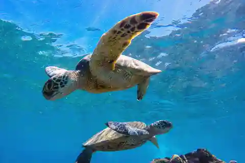 Muscat: Tour di snorkeling delle isole Daymaniat con rinfresco