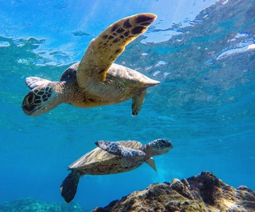 Muscat: Daymaniat Islands Schnorchel Tour mit Erfrischungen