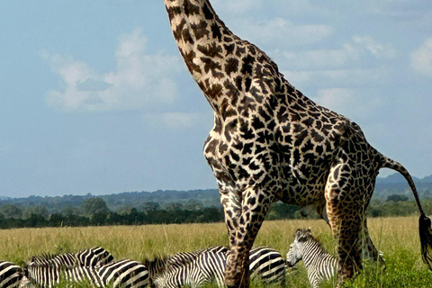 Z Zanzibaru: 2-dniowe safari w Selous z lotami i spacerem po buszuZanzibar: Selous 2-Day Safari with Flights &amp; Bush Walk