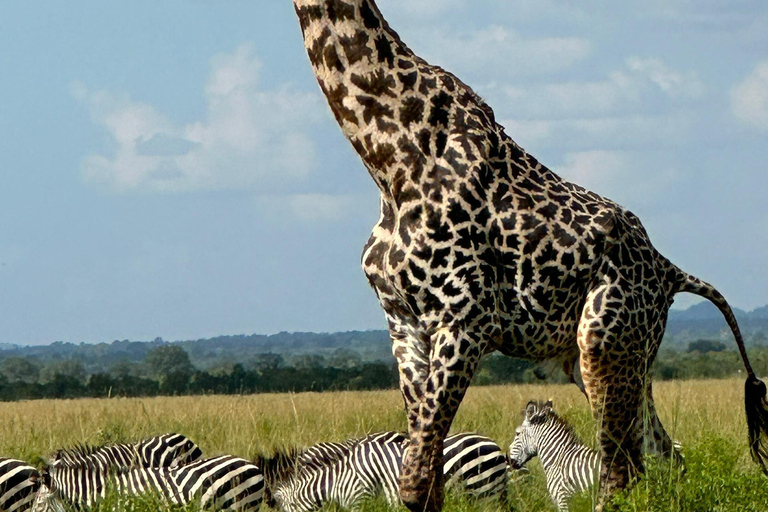 Z Zanzibaru: 2-dniowe safari w Selous z lotami i spacerem po buszuZanzibar: Selous 2-Day Safari with Flights &amp; Bush Walk