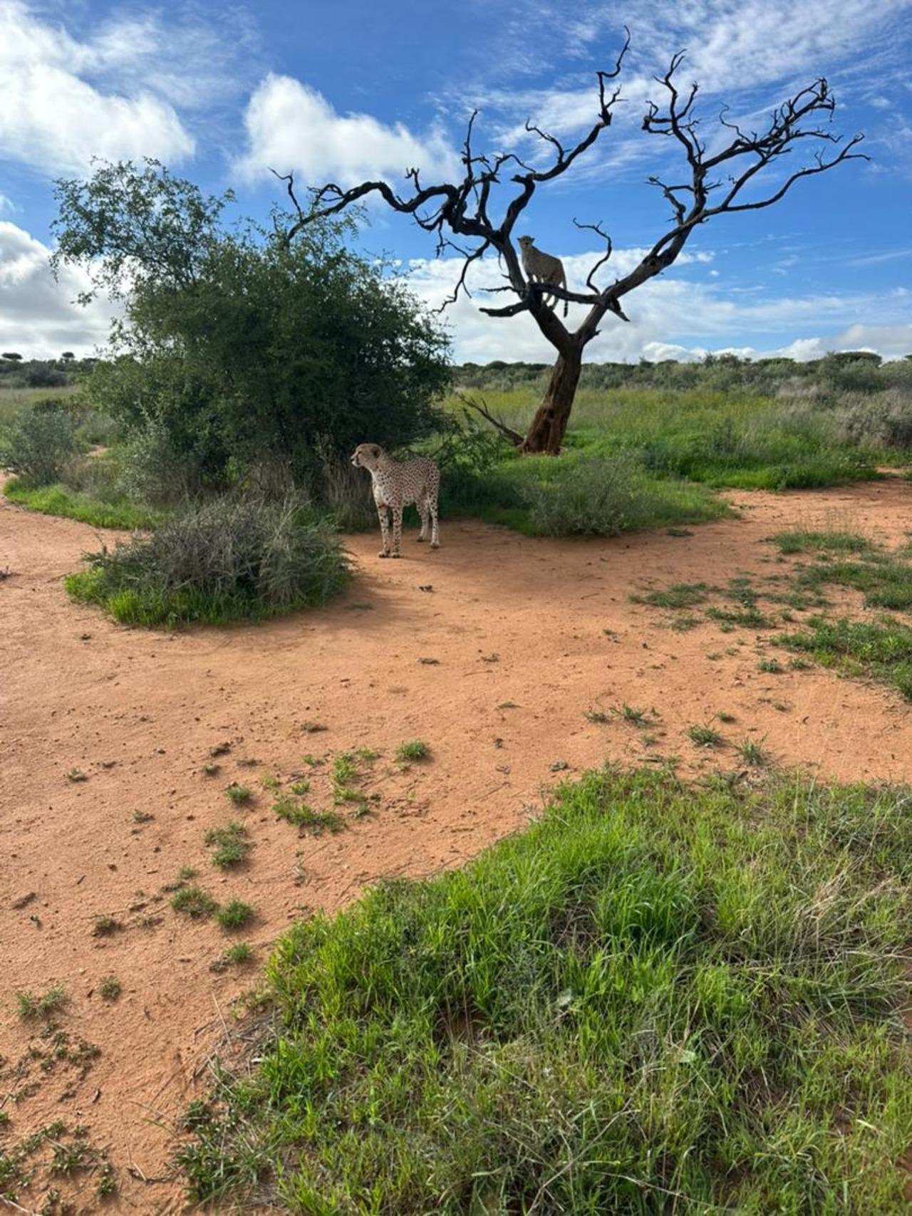 Windhoek : Gepardenspaziergang Erlebnis