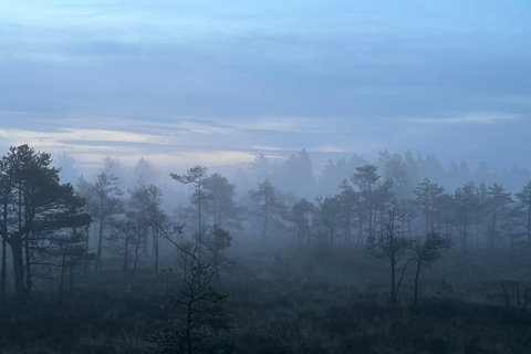 Sunrise Tour To Great Kemeri Bog