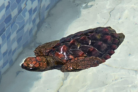 São Vicente: Pół dnia, plaże, wioski i Monte Verde