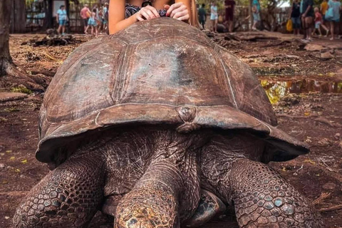 桑给巴尔：石头城、监狱岛和萨拉姆洞海龟