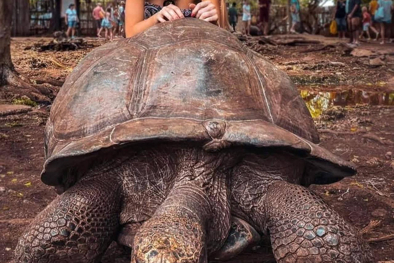 桑给巴尔：石头城、监狱岛和萨拉姆洞海龟