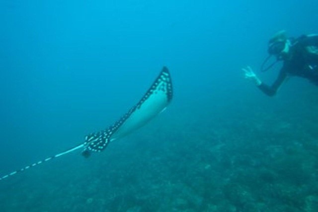 Visit Discover Scuba Diving DSD in Tamarindo in Tamarindo
