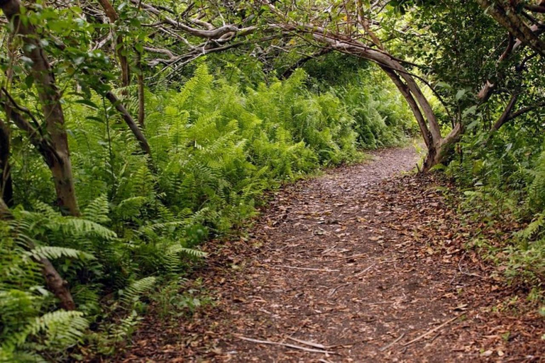 Zanzibar: la foresta di Jozani, le tartarughe marine, la grotta di Kuza e The RockTour senza servizio di prelievo e rientro in hotel