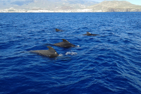 Découvrez les baleines à Tenerife : excursion exclusive en yacht avec baignade et déjeuner inclus.Excursion en yacht pour observer les baleines pour 20 personnes avec repas, boi