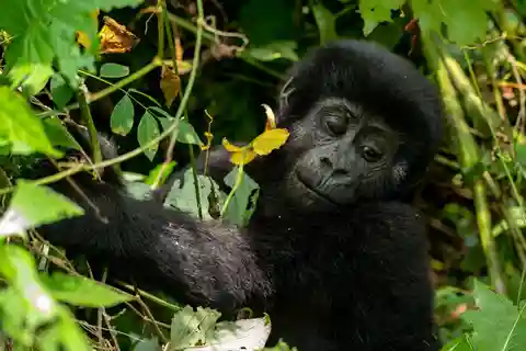 Uganda: 3-Day Gorilla Trekking Safari and Lake Bunyonyi Tour