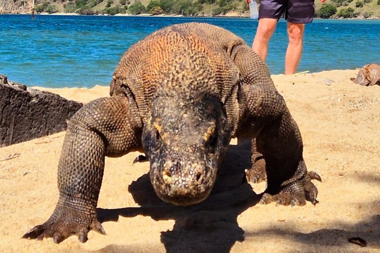 From Labuan Bajo: Dragons Tour & Island Hopping w/ Entry Fee From Labuan Bajo: Komodo Dragons & Island Hopping Day Tour