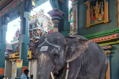 Tour privato di 10 giorni in Tamilnadu e Kerala con auto e autista!!!