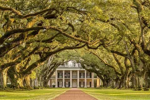 New Orleans: Oak Alley Plantation & Airboat Swamp Combo