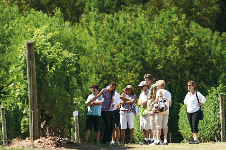 Montevidéu: Tour de degustação de vinhos para passageiros de cruzeiros