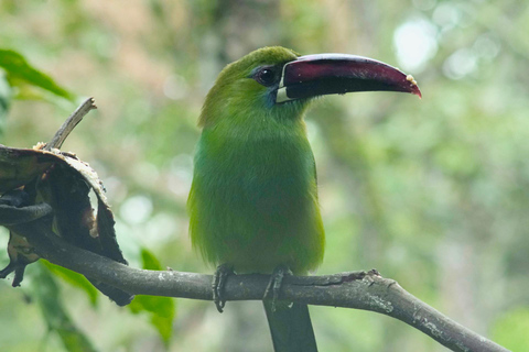 Cali: Jepp, Wala. nature in magic, organic gardens, birdsCali: Jeep, Wala. Nature in magic, organic gardens, birds