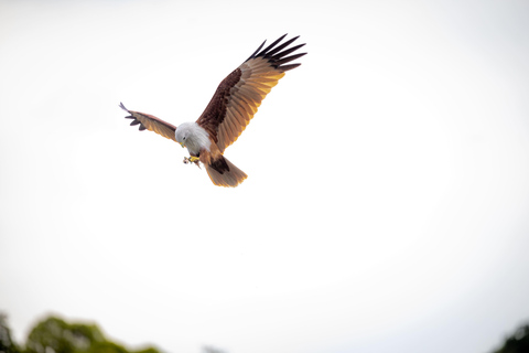 Langkawi:6 Hours Mangrove Night Safari with Pick Up & Dinner