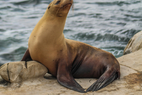 Tallinn: Malusi Islands Seal Watching Boat Tour