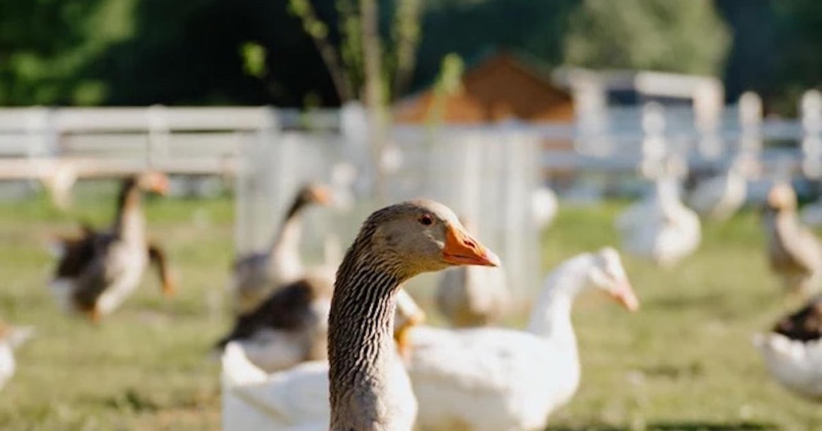 Einzigartige Gourmet Tour zu Bauernhöfen in Quebec in der Nähe von