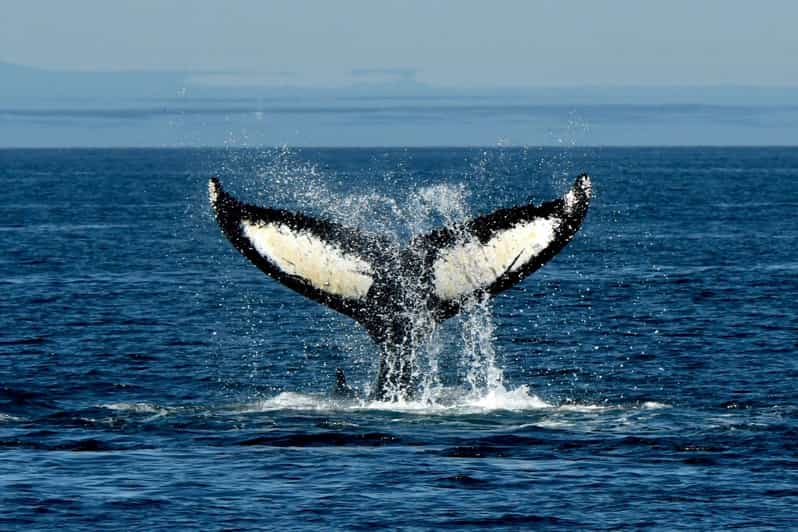 Anacortes: Whale Watching Adventure Tour | GetYourGuide