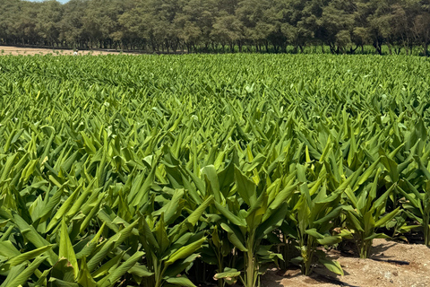 Salalah City Tour: Mosque, Al Gharif Project and Royal Farm