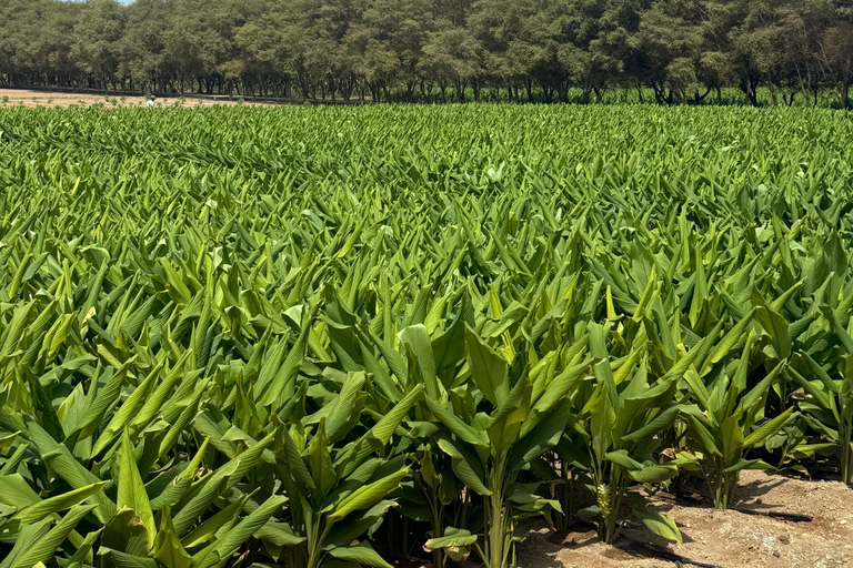 Salalah City Tour: Mosque, Al Gharif Project and Royal Farm