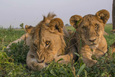Tansania: 9-tägige Safari und Sansibar Strandtour